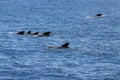 Group of short finned pilot whales, Globicephala macrorhynchus