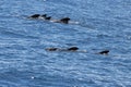 Group of short finned pilot whales, Globicephala macrorhynchus