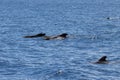 Group of short finned pilot whales, Globicephala macrorhynchus Royalty Free Stock Photo