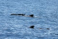 Group of short finned pilot whales, Globicephala macrorhynchus Royalty Free Stock Photo
