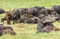 Group of shot African buffalos lying on grass field in the Tanzanian savannah Royalty Free Stock Photo