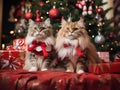 Group shot of kittens cats with Christmas theme sitting underneath the Christmas tree decorated with Christmas presents Royalty Free Stock Photo