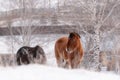 Group Of Siberian Horses On A Free Grazing In The Winter. Pretty Brown Steed With A Muzzle In Hoarfrost. Freezing Day In Altai Rep Royalty Free Stock Photo