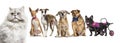 Group of sick, blind, injured, disabled dogs and cat in a row Royalty Free Stock Photo