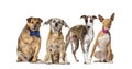 Group of sick, blind, injured, disabled dogs in a row Royalty Free Stock Photo