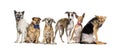 Group of sick, blind, injured, disabled dogs standing in a row, isolated on white Royalty Free Stock Photo