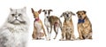 Group of sick, blind, injured, dogs and cat in a row Royalty Free Stock Photo