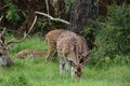 Group of sika deer resting in green meadow Royalty Free Stock Photo