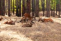 Group of sika or spotted deers herd in the forest