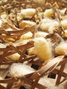 Group of silk worm cocoons nests Royalty Free Stock Photo