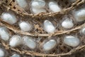 Group of silk worm cocoons nests