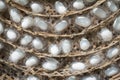 Group of silk worm cocoons nests Royalty Free Stock Photo