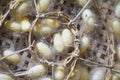 Group of silk worm cocoons nests Royalty Free Stock Photo