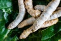 Group of silk worms, Bombyx mori, seen from above eating mulberry leaves Royalty Free Stock Photo