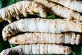 Group of silk worms, Bombyx mori, seen from above eating mulberry leaves Royalty Free Stock Photo