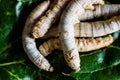 Group of silk worms, Bombyx mori, seen from above eating mulberry leaves Royalty Free Stock Photo