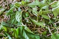 Group of Silkworm Larvae fifth stage eating Mulberry leaves