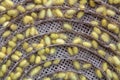 Group of silkworm yellow cocoons nests