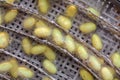 Group of silkworm yellow cocoons nests