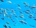 Group of silver barb fish. Royalty Free Stock Photo