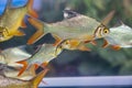 Group of Silver Barb, Java barb Royalty Free Stock Photo