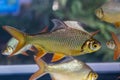 Group of Silver Barb, Java barb Royalty Free Stock Photo