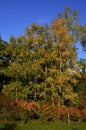 Group of silver birch trees Betula Pendula during autumn season with yellow leaves, some shrubs with orange to red leafage in fron