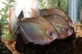 Group of silver dollar fish.