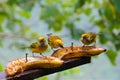 A group of silver-throated tanagers looking for food in the cloud forest in Alajuela, Costa Rica Royalty Free Stock Photo