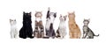 Group of sitting cats looking up Royalty Free Stock Photo