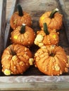 A group of 6 six bumpy mini pumpkins