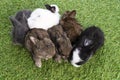 Group of six cuddly furry rabbit bunny lying down sleep together on green grass over natural background. Family baby rabbits Royalty Free Stock Photo