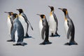 Group of Six King Penguins on the Beach Royalty Free Stock Photo