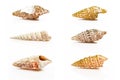 Group of six sea shell Royalty Free Stock Photo