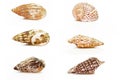 Group of six sea shell Royalty Free Stock Photo
