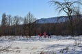 Group of skiers in the winter forest