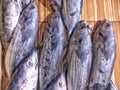 Group of skipjack tuna Katsuwonus pelamis Euthynnus affinis on a wooden ceramic background