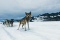 Group of sled dogs in Skagway, Alaska Royalty Free Stock Photo