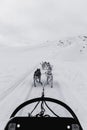 Group of sled dogs in Skagway, Alaska Royalty Free Stock Photo