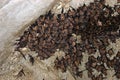 Group of sleeping bats colony in a cave Royalty Free Stock Photo