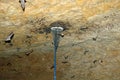 Group of sleeping bats colony in a cave Royalty Free Stock Photo