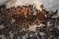 Group of sleeping bats colony in a cave Royalty Free Stock Photo