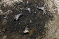 Group of sleeping bats colony in a cave Royalty Free Stock Photo