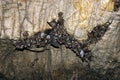 Group of sleeping bats colony in a cave Royalty Free Stock Photo