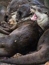 Group of Sleeping Otters with on Yawning Royalty Free Stock Photo
