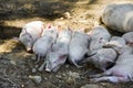 Group of sleeping piglets with the sow in a country farm