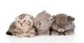 Group of sleepy baby kittens. isolated on white background Royalty Free Stock Photo