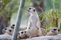 Group of Slender-Tailed Meerkat Royalty Free Stock Photo