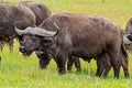 Group of small African buffalos grazing on green grass field in the Tanzanian savannah Royalty Free Stock Photo