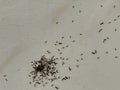Small ants clustered on white tile surface Royalty Free Stock Photo